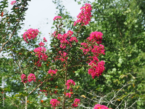 香取神宮の門前の百日紅の群生