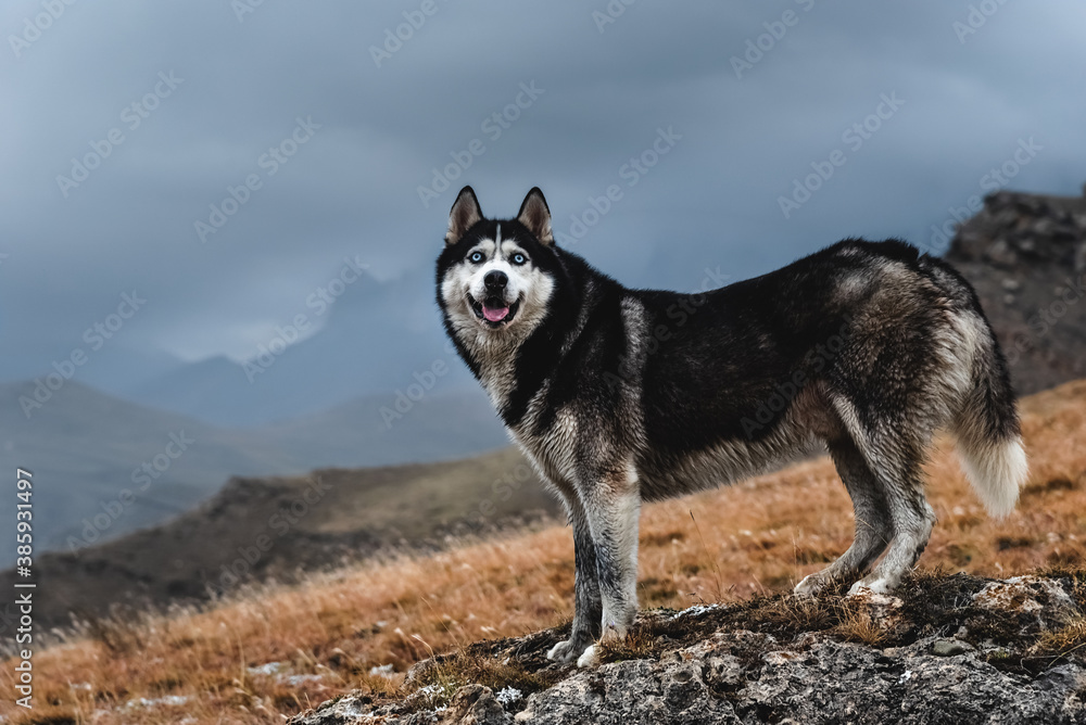A beautiful dog of the Siberian Husky breed stands high in the mountains in autumn. Free life concept