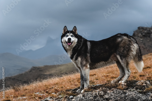 A beautiful dog of the Siberian Husky breed stands high in the mountains in autumn. Free life concept