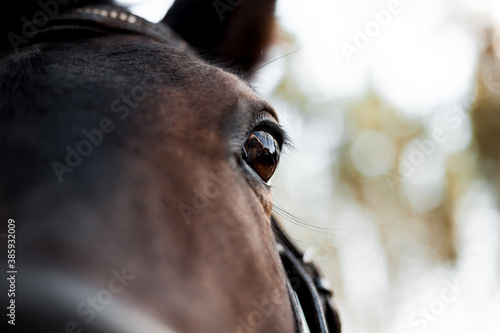horse eye © Александр Плисик