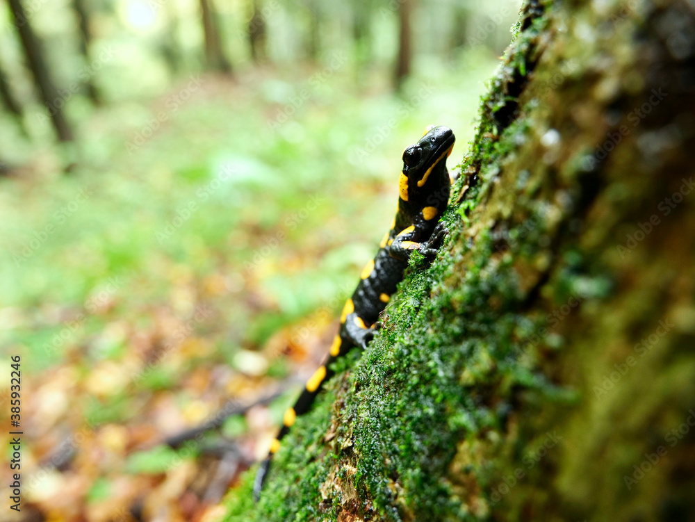 Salamandra plamista,zwana jaszczur ognisty (Salamandra salamandra) jesiennym lesie w deszczowym dniu Salamandra plamista,zwana jaszczur ognisty (Salamandra salamandra) jesiennym lesie w deszczowym dniu