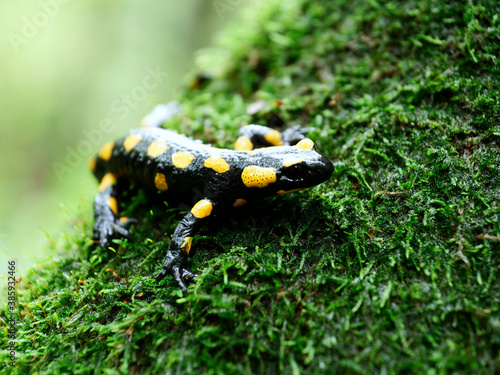 Salamandra plamista,zwana jaszczur ognisty (Salamandra salamandra) jesiennym lesie w deszczowym dniu © JDziedzic