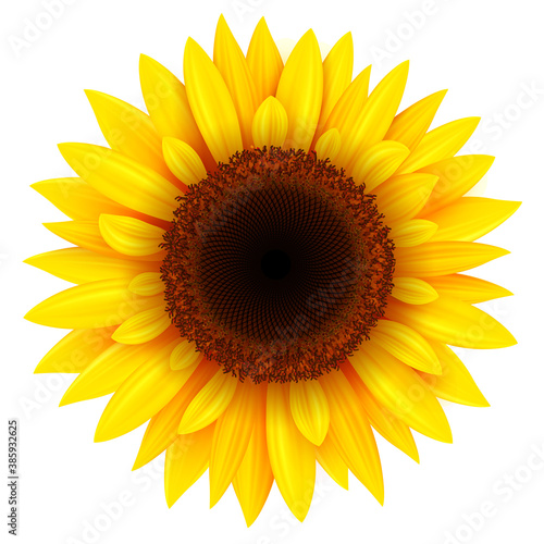 Sunflower isolated, realistic yellow summer flower vector illustration.