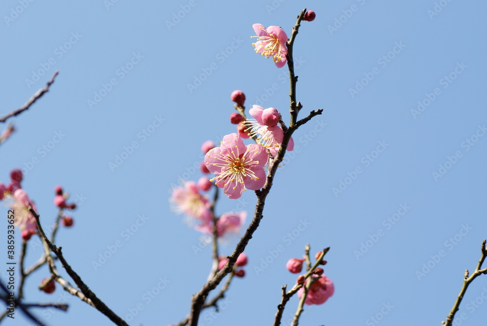 Japanese Apricot Plum Pink Blossoms Japanese Apricot Plum Pink Blossoms