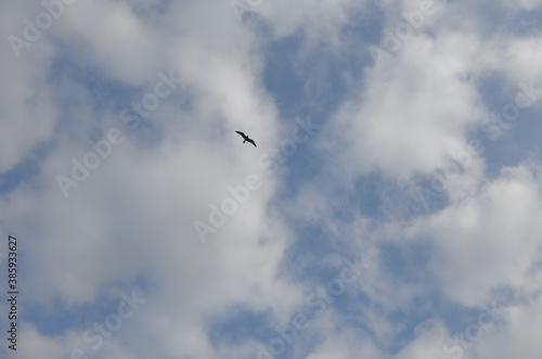 A cloudy sky with a bird flying high.