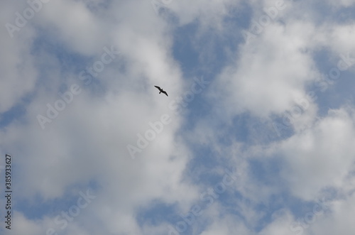 A cloudy sky with a bird flying high. © SPINOKIM