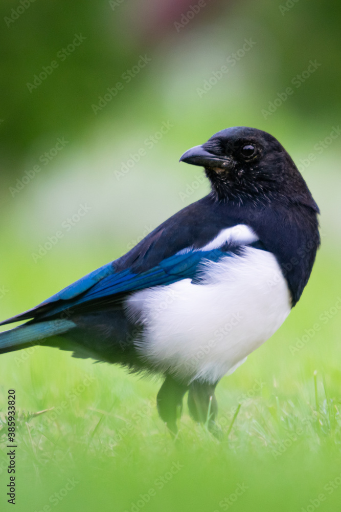 Fototapeta premium sroka