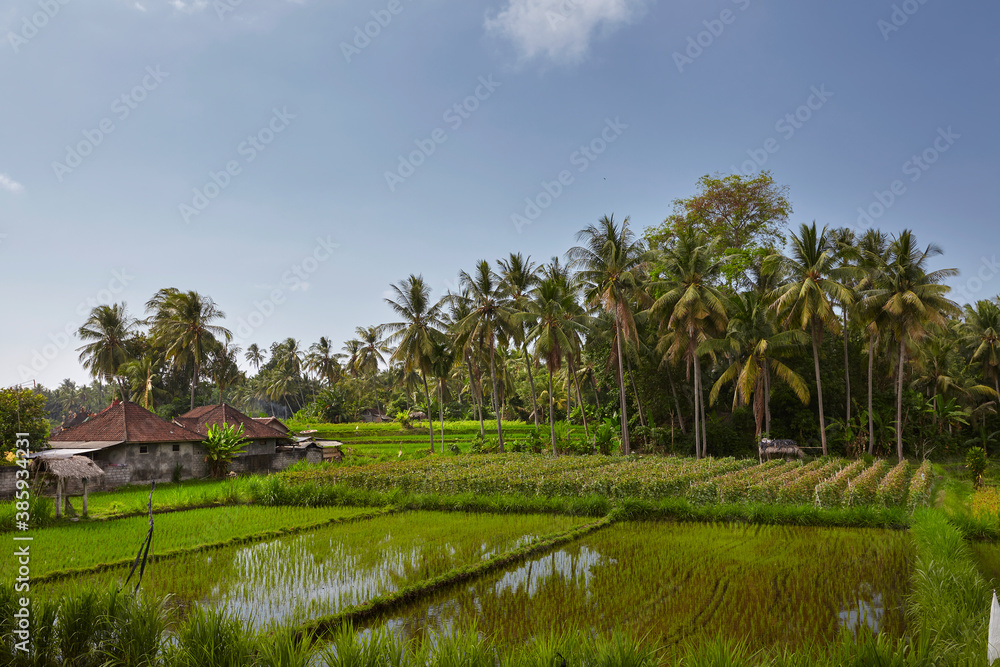 terraced rice fields around Senaru, Lombok, Indonesia, Asia terraced rice fields around Senaru, Lombok, Indonesia, Asia