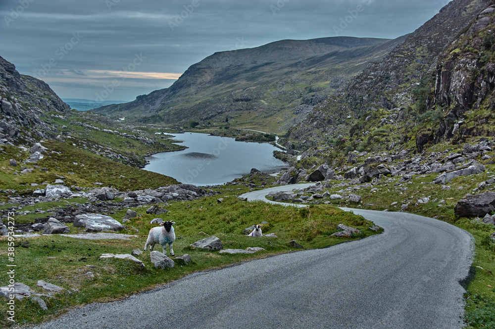 Small sheep stand by the road in the Gap of Dunloe, Ireland. Panoramic view of the Gap of Dunloe with two small sheep in the foreground.