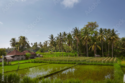 terraced rice fields around Senaru, Lombok, Indonesia, Asia photo