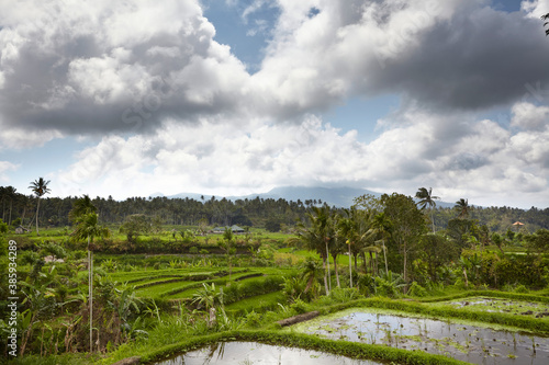 Fototapeta Naklejka Na Ścianę i Meble -  Rice fields in a valley at morning light. Bali island
