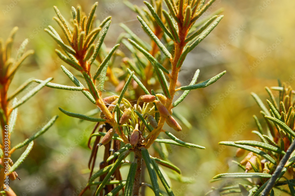 Ledum close up growing in a swamp. Medicinal plant. Selective focus, blurred background Ledum close up growing in a swamp. Medicinal plant. Selective focus, blurred background