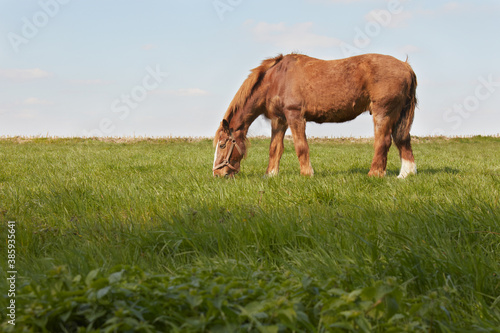 Single horse in the meadow isolated against blue sky