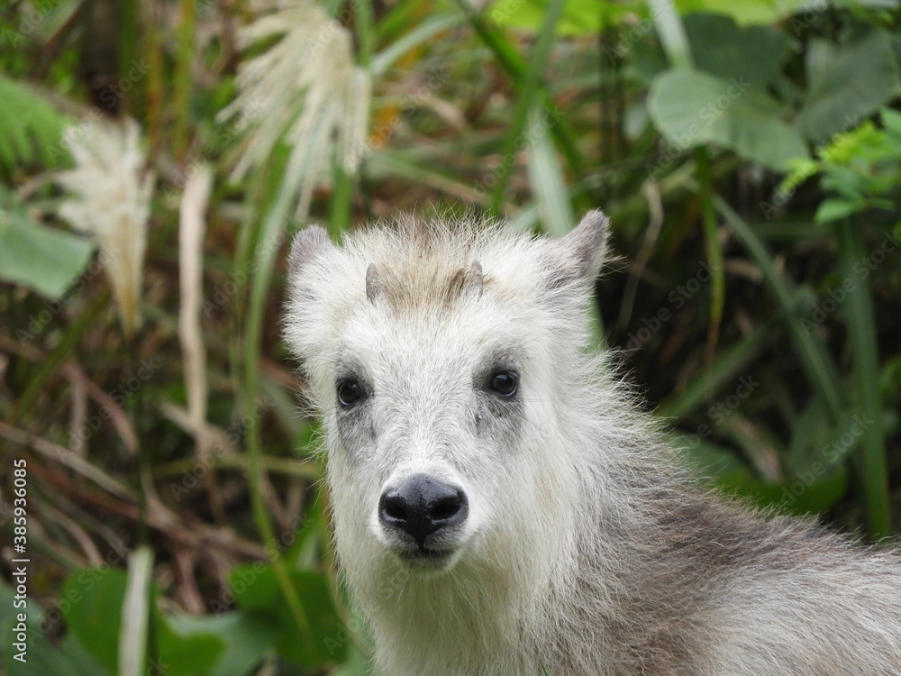 Fototapeta premium こどもの二ホンカモシカ