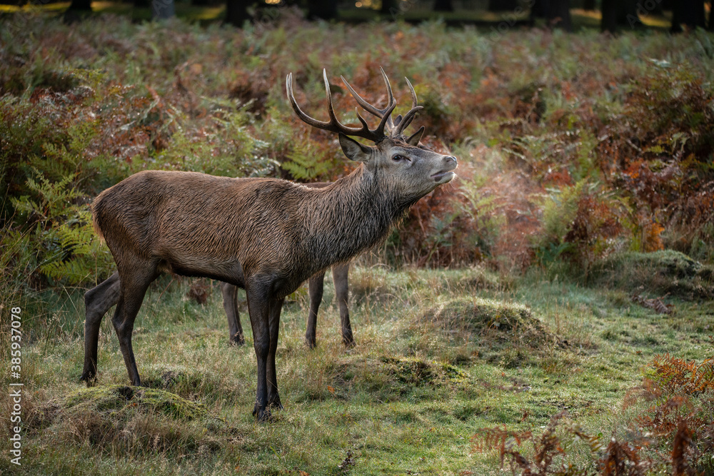 Beautiful image of red deer stag in vibrant golds and browns of Autumn Fall landscape forest