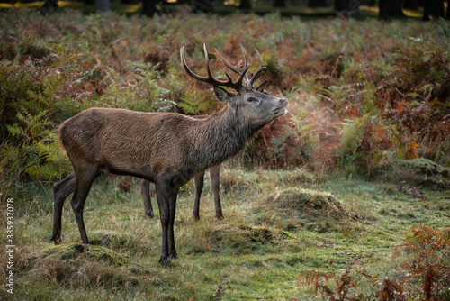 Beautiful image of red deer stag in vibrant golds and browns of Autumn Fall landscape forest