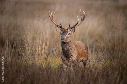 Beautiful image of red deer stag in vibrant golds and browns of Autumn Fall landscape forest © veneratio