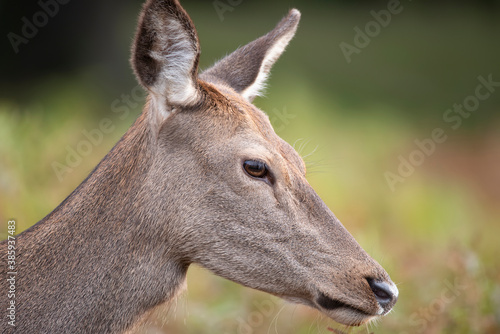 Beautiful image of red deer doe in vibrant gold and brown woodland landscape setting