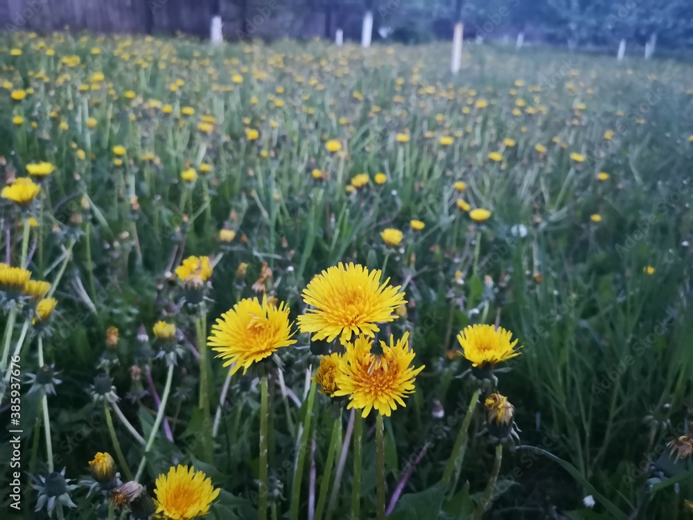 Obraz premium field of dandelions
