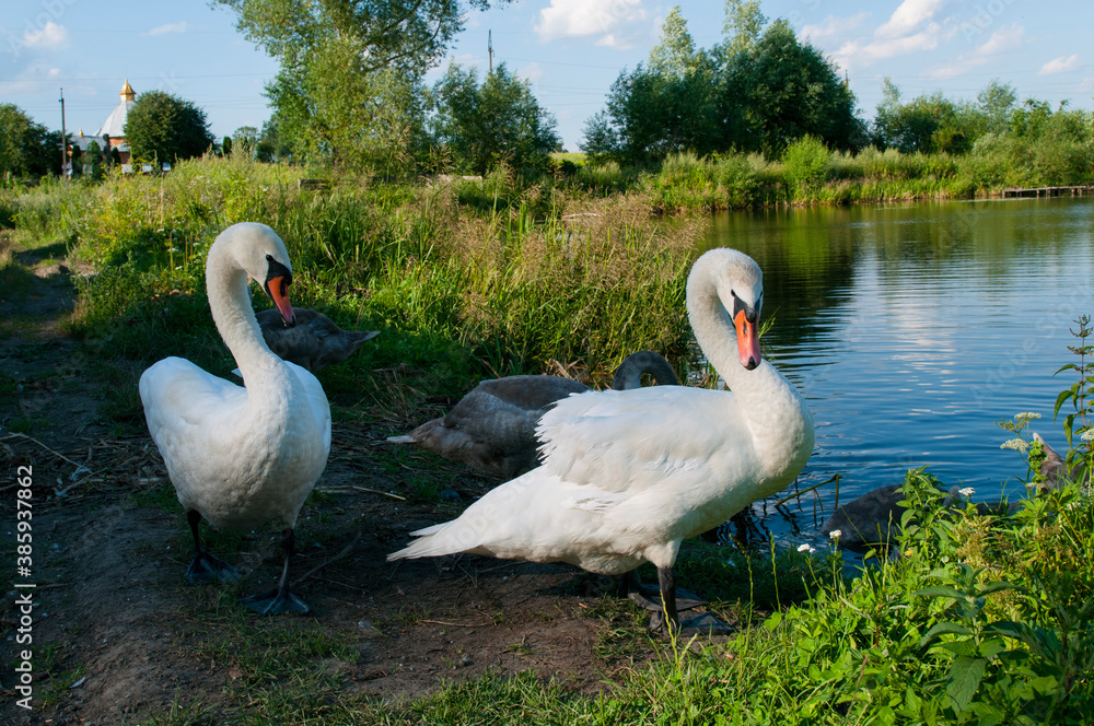 Obraz premium White swan onlake shore. Swan on beach. Swan on shore