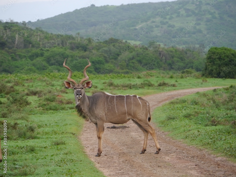 Fototapeta premium Kudu