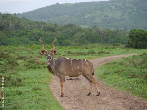 Kudu