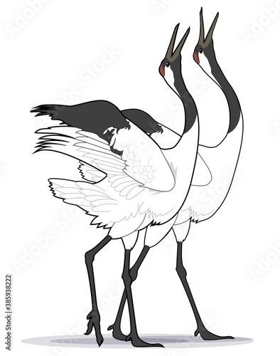 番いのタンチョウの求愛行動