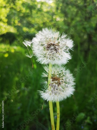 dandelion in the grass
