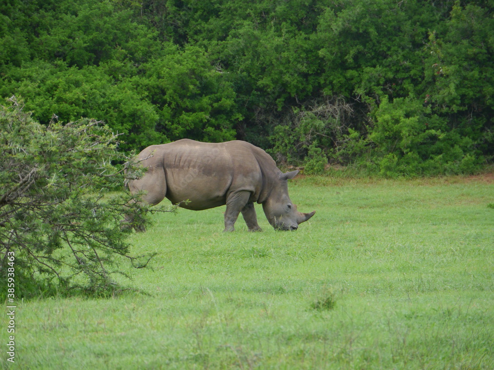 Nashorn Nashorn