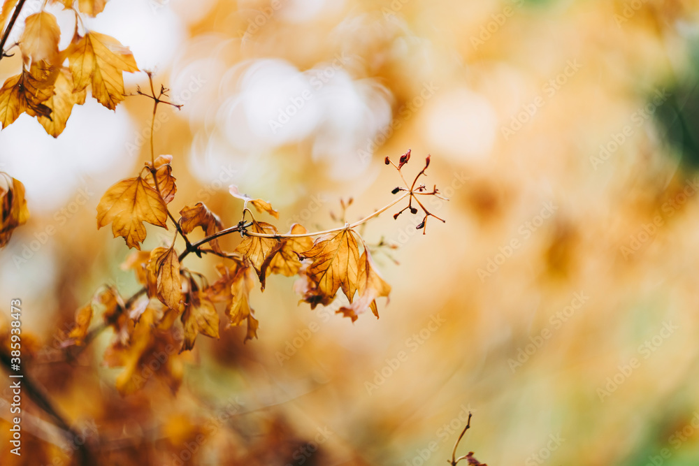 Feuillage d'automne aux couleurs brunes chaudes - Arrière plan automnal