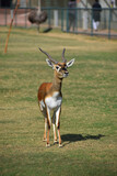 A Beautiful BlackBuck Antelope ( Antilope cervicapra)