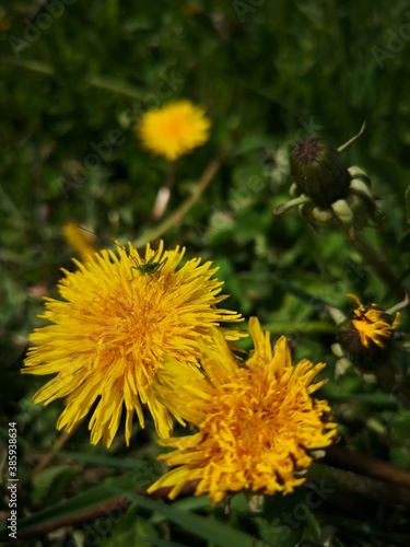 yellow dandelion flower