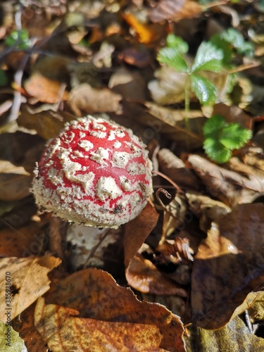 fly agaric mushroom