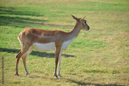 A Beautiful BlackBuck Antelope   Antilope cervicapra 