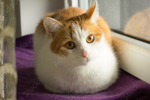 Wallpaper Mural The cat lying on the windowsill Torontodigital.ca