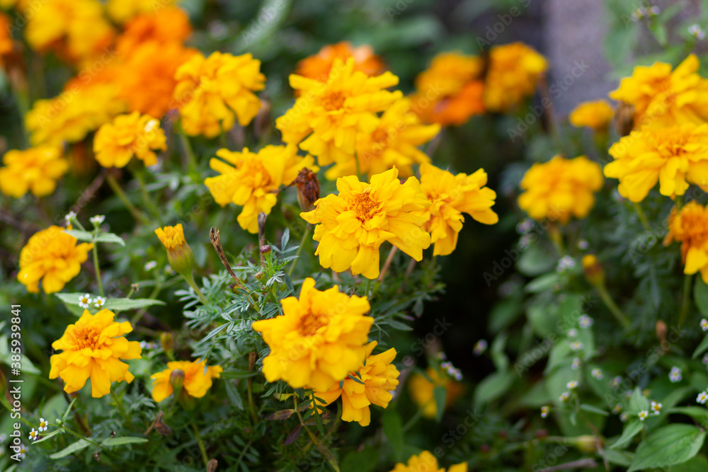 Bright yellow autumn flowers marigolds on a green background Bright yellow autumn flowers marigolds on a green background