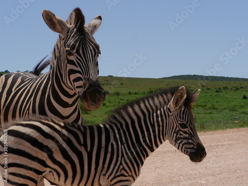 Zebra mit Baby © Alexander