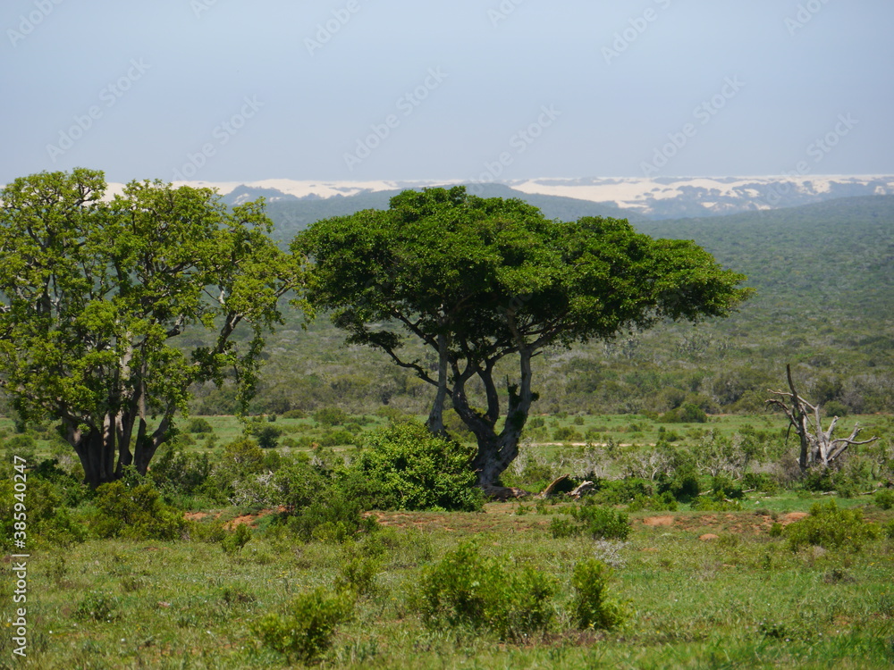 Elefantenbaum mit Wüste
