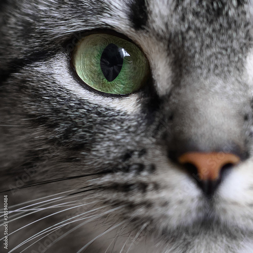 Close-up portrait of green eye of American shorthair cat of grey color.