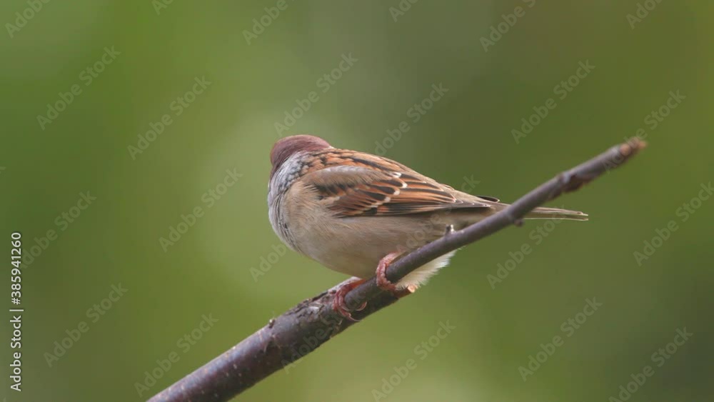 tree sparrow bird perched on branch calling stunning ambient sound isolated green background tree sparrow bird perched on branch calling stunning ambient sound isolated green background
