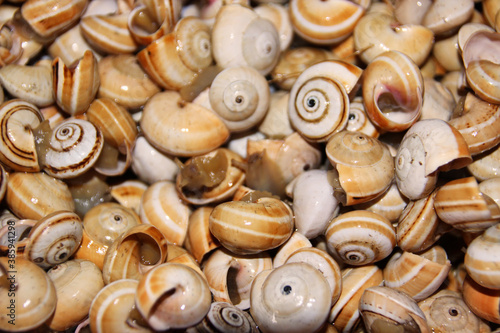 caracois, escargots à la portugaise, Portugal photo