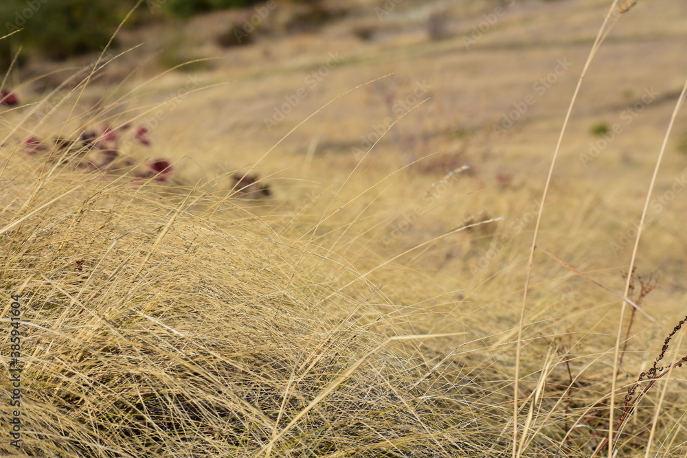 Obraz premium Branches of dry yellow grass on the background of the field