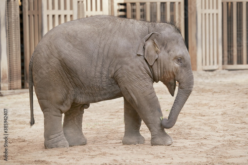 Baby elephant indoor in the zoo