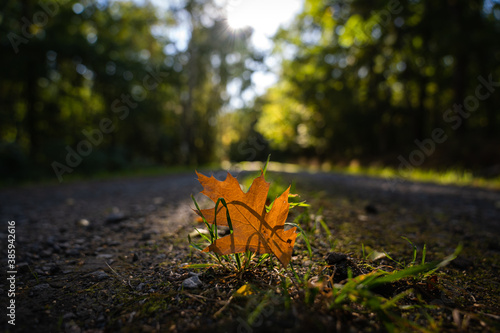 Close up of an orange glowing leaf which lies on a gravel road surrounded by light-fringed trees and grass in the forest