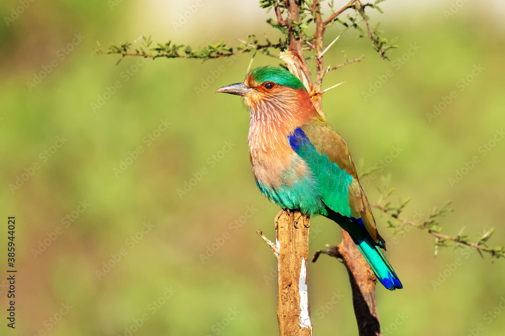 Indian roller sitting on a branch Indian roller sitting on a branch