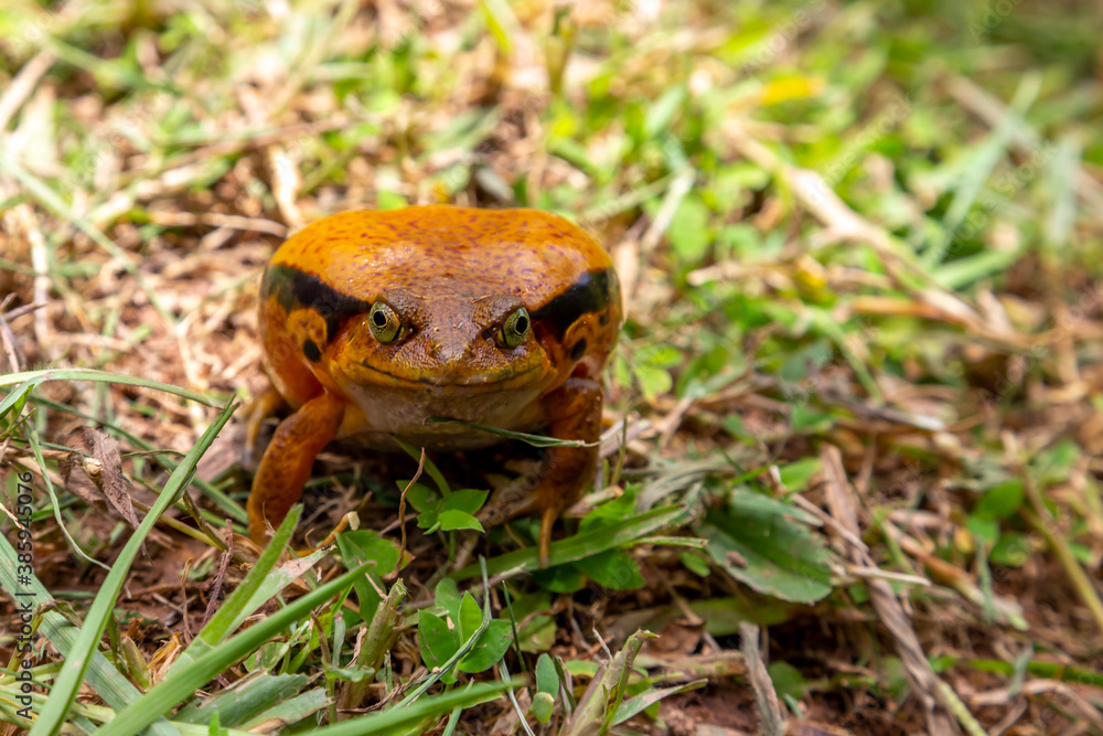 Fototapeta premium A large orange frog is sitting in the grass