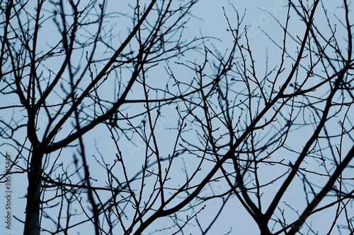 branches of a tree against sky