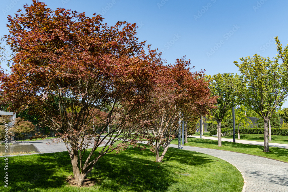Naklejka premium Japanese maple Acer palmatum Atropurpureum on bank of artificial pond. Beautiful multi-colored leaves on branches of tree. Stylized Japanese patio. City Park