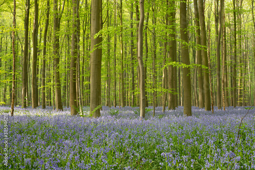 Ein Wald voller Blumen