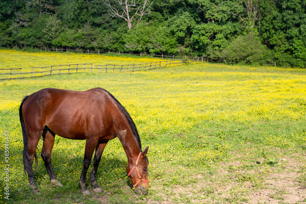 cheval au pré pissenlit